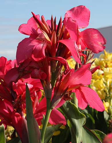 CANNA (KANA) SHINING PINK, DO KVETINÁČA - 25 ks